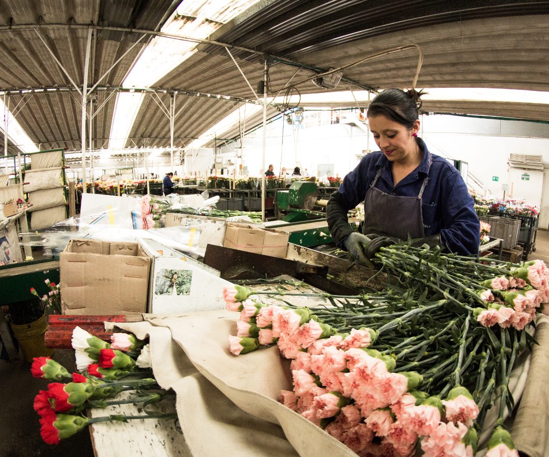 EXPORTACIONES: Floricultores esperan un aumento de 10% en exportaciones por  San Valentín 