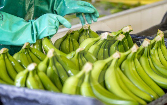 nuevos mercados de exportación