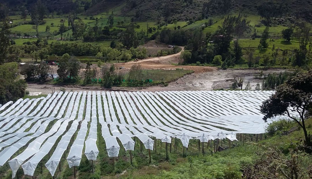 Los productores de la vereda Riomanso en Rovira exportarán Gulupa a la empresa coreana Transagro