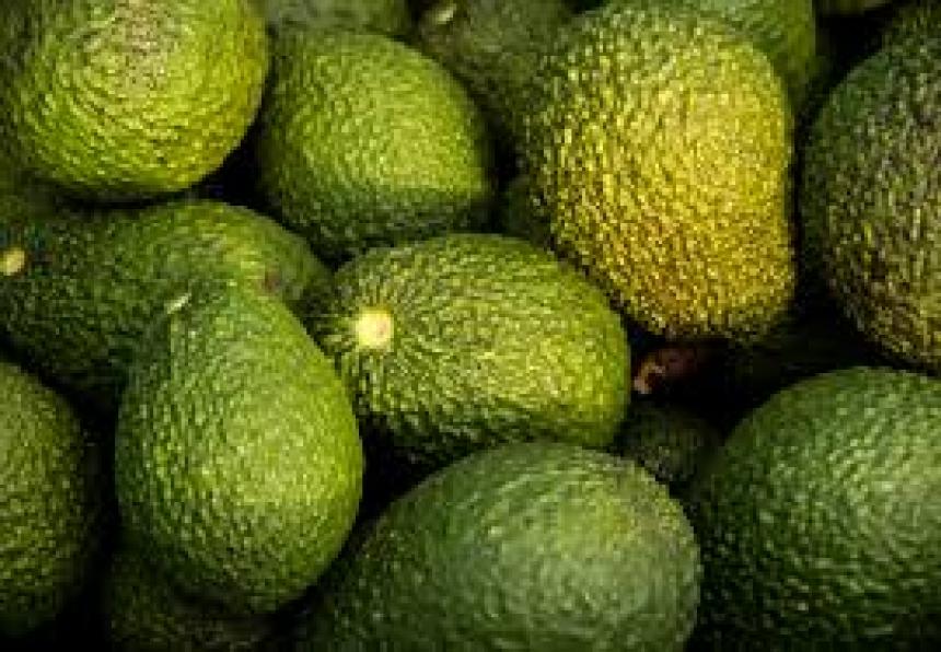 Puerto de Cartagena embarcará 18 toneladas de palta Hass a Estados Unidos