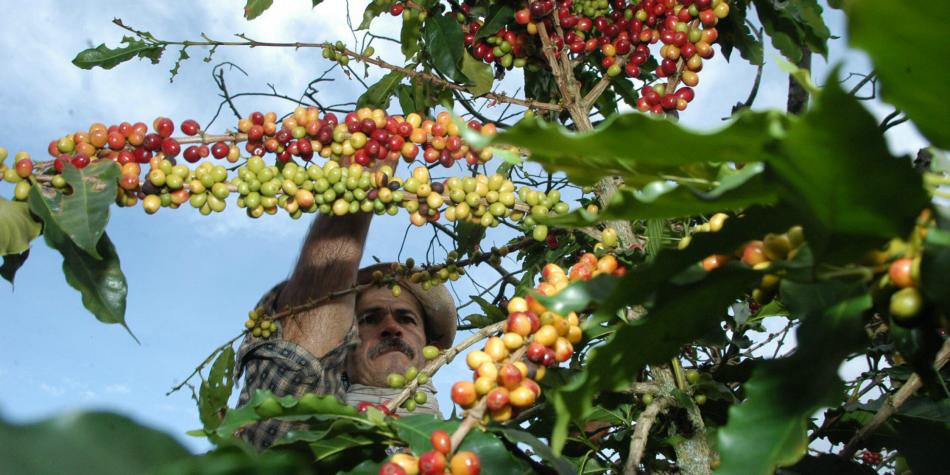 Colombia produjo más café, pero redujo ventas externas