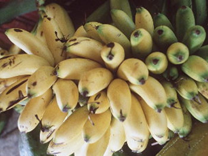 Exportación de banano superaría los US$1.000 millones en dos años