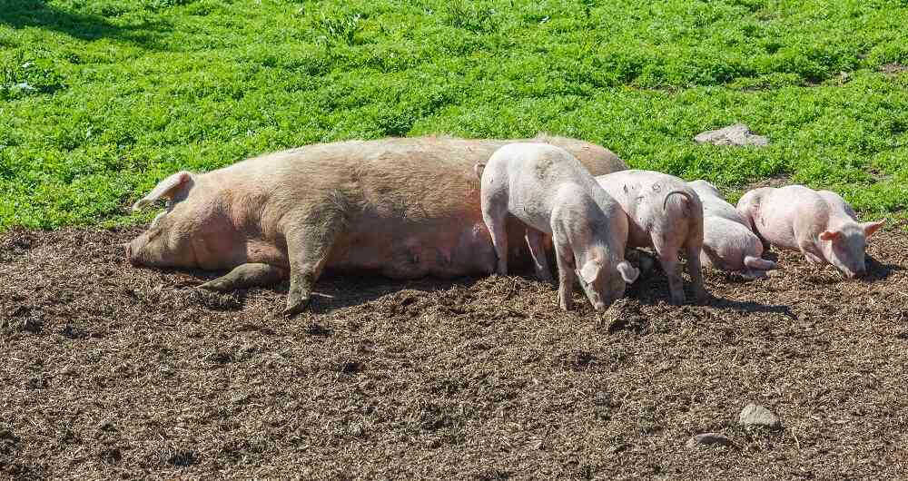 Guerra comercial de Trump le pasa factura a los porcicultores colombianos