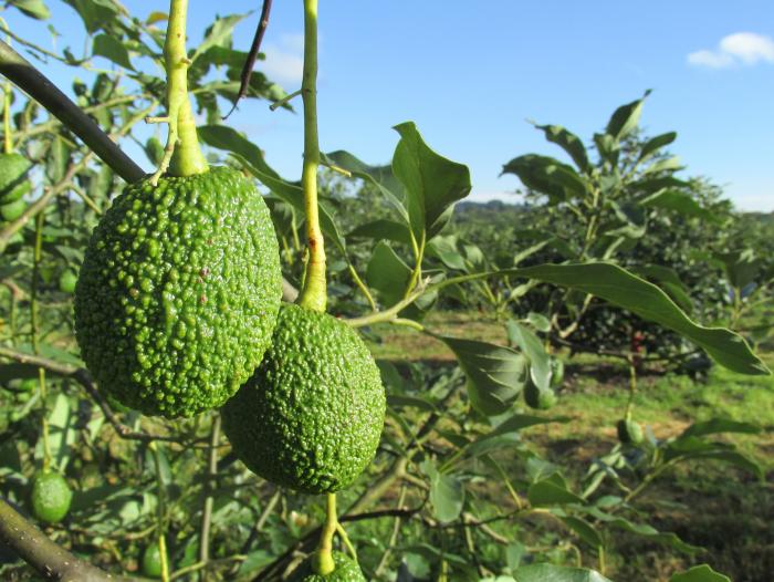 Aguacate hass Empresarios europeos vendrán al país por proveedores