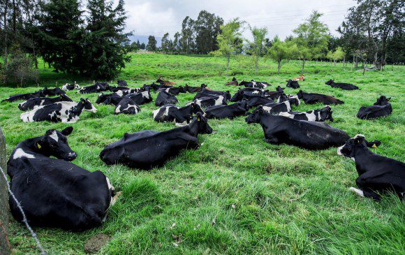 Aftosa y el porqué es importante que el país esté libre de esa enfermedad