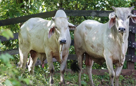 Fiebre aftosa afectará las exportaciones