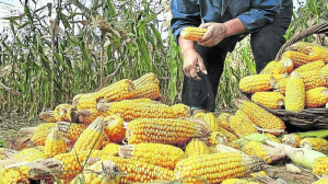 Colombia importando más de cinco millones de toneladas de maíz