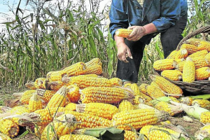 Colombia importando más de cinco millones de toneladas de maíz