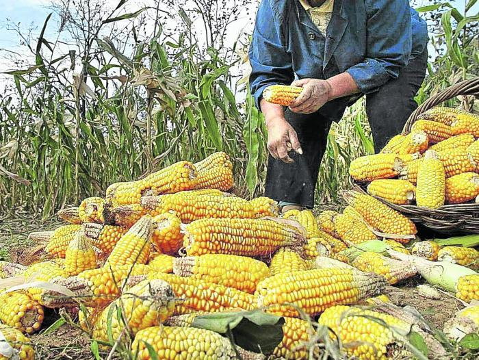 Colombia importando más de cinco millones de toneladas de maíz