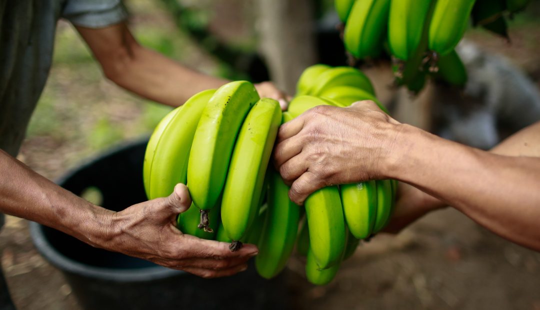 Primera exportación de plátano fresco del Valle del Cauca a EEUU