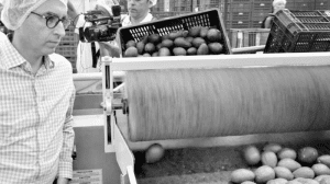 Aguacate hass cosechado en Sonsón va rumbo a Europa