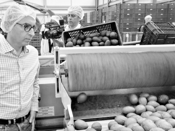 Aguacate hass cosechado en Sonsón va rumbo a Europa