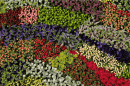 Colombia se prepara para exportar 600 millones de tallos de flores