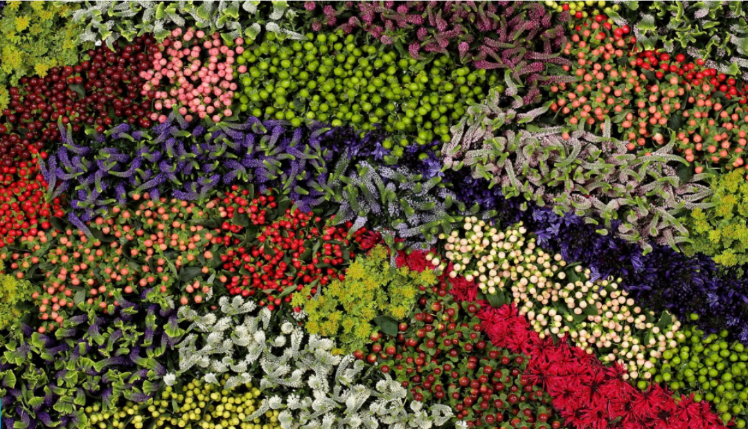 Colombia se prepara para exportar 600 millones de tallos de flores