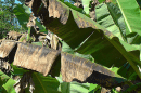 Exportaciones bananeras del Magdalena y la Guajira aumentaron 13% en 2018