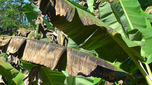 Exportaciones bananeras del Magdalena y la Guajira aumentaron 13% en 2018