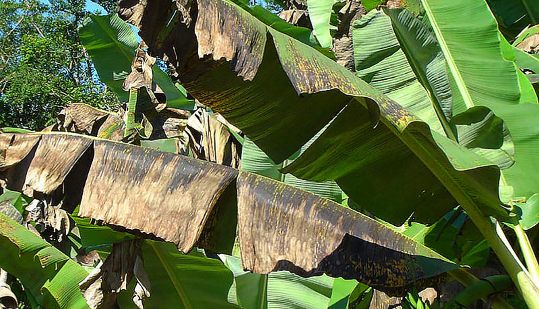 Exportaciones bananeras del Magdalena y la Guajira aumentaron 13% en 2018