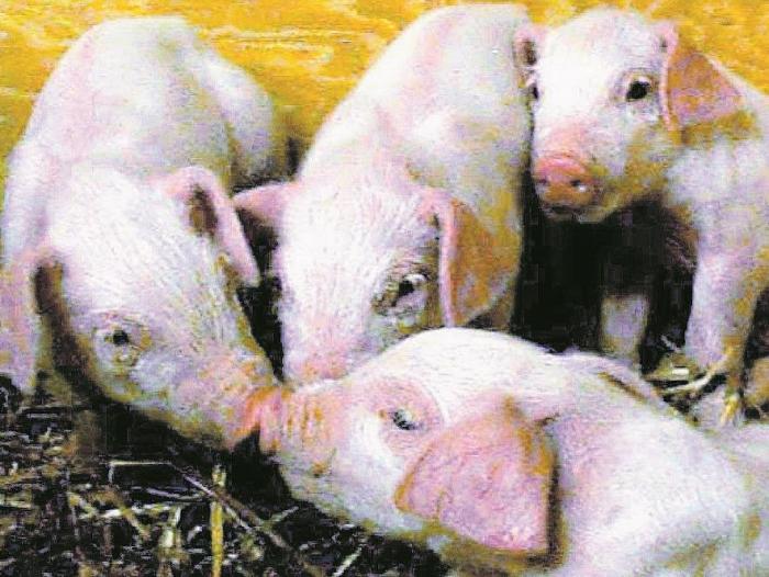 ‘Ébola’ porcino ya afecta a toda la cadena alimentaria mundial