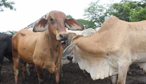 Vacunación contra la Fiebre Aftosa y Brucelosis primer ciclo iniciara el 13 de Mayo