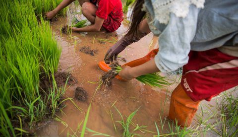 Arroz colombiano, ya se negocia su admisibilidad en Perú, Chile, México y Cuba