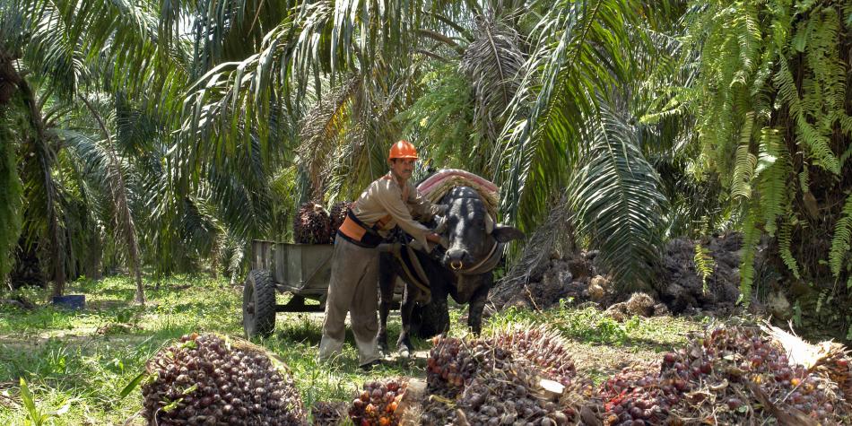 Mezcla de biodiesel: Industria automotriz se opone a ampliarla
