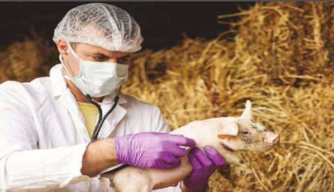 ICA adelanta acciones preventivas con el fin de mantener al país libre de Peste Porcina Africana