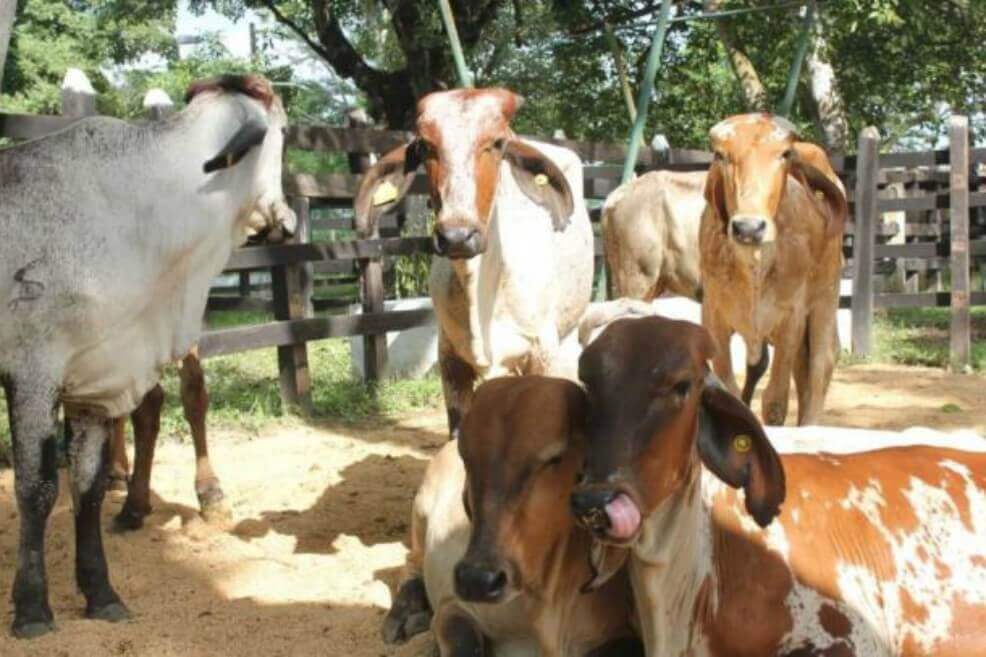 Ciclo de vacunación contra la fiebre aftosa se amplía hasta el 10 de julio