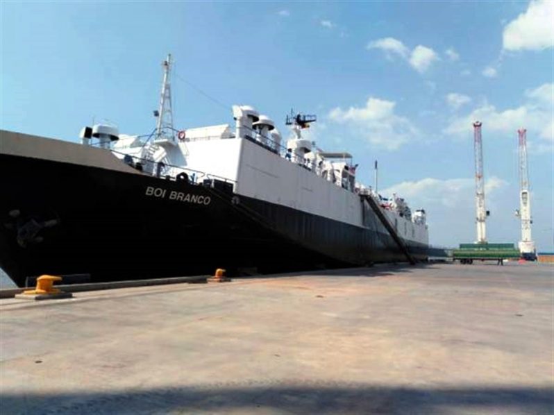 Puerto Bahía: reactiva exportaciones ganaderas con envío de 4 mil bovinos a Irak