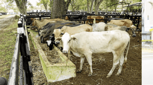 Casi 27 millones de bovinos se vacunaron contra la fiebre aftosa en el más reciente ciclo de vacunación