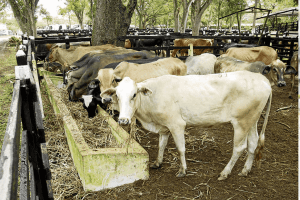 Casi 27 millones de bovinos se vacunaron contra la fiebre aftosa en el más reciente ciclo de vacunación