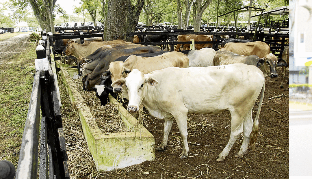 Casi 27 millones de bovinos se vacunaron contra la fiebre aftosa en el más reciente ciclo de vacunación