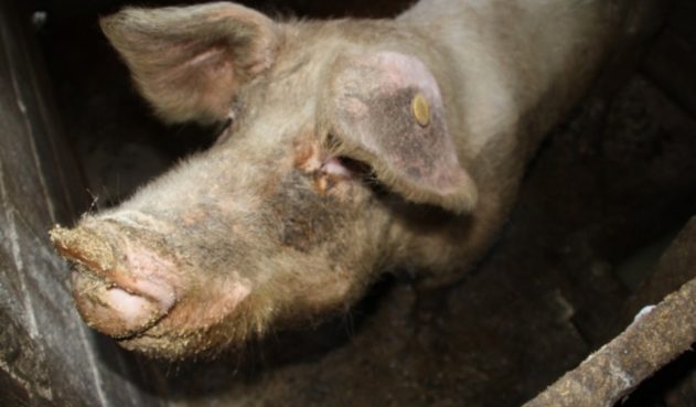 Se prenden alarmas ante riesgo de peste porcina en Latinoamérica