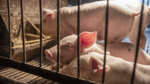 ADM ve los primeros efectos de la Peste Porcina Africana en el Comercio