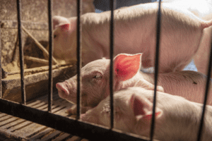 ADM ve los primeros efectos de la Peste Porcina Africana en el Comercio