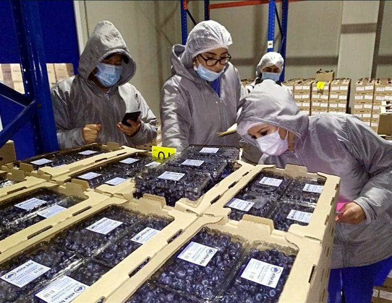 Incrementan exportación de arándanos frescos tratados en frío a Estados Unidos