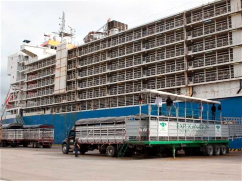 Fedegan rechaza proyecto de ley que busca acabar con exportación marítimas de ganado en pie