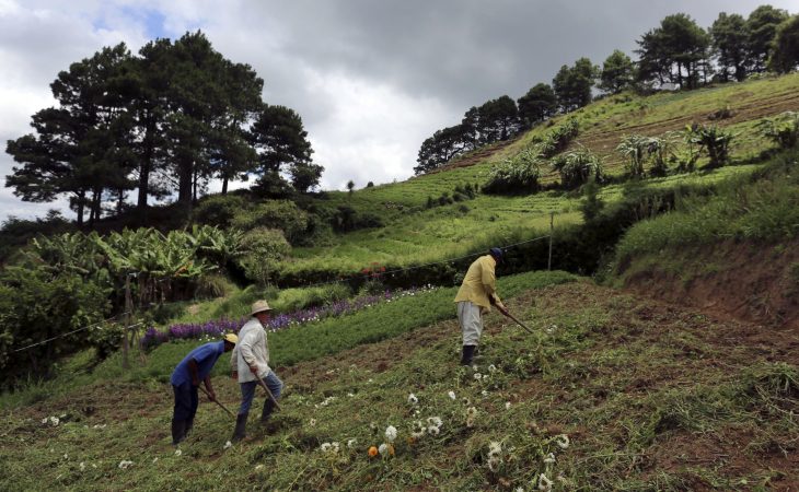 Salvavidas a la agroindustria para reducir costos de producción