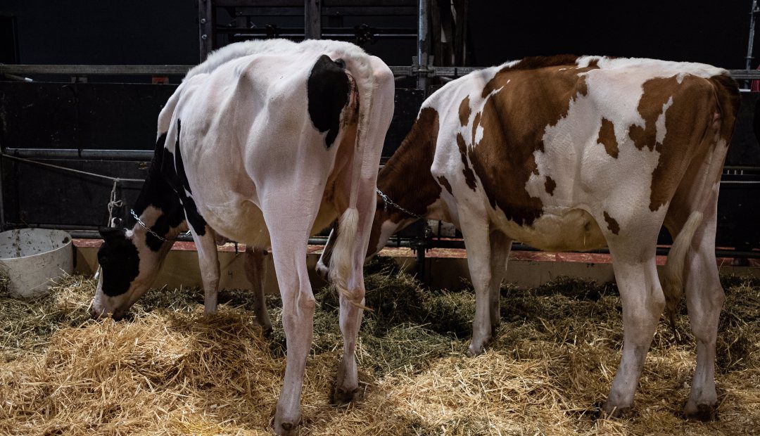Radican proyecto de ley que busca acabar las exportaciones marítimas de ganado