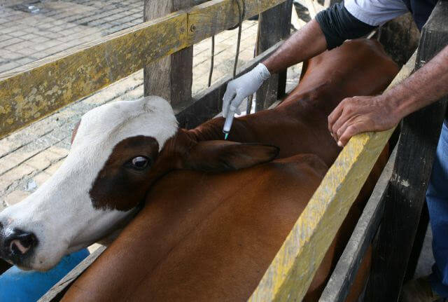 En diciembre, Colombia sabrá si es país libre de fiebre aftosa o no