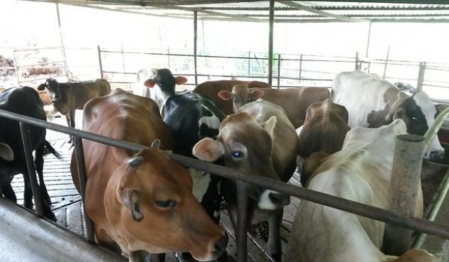 Empresarios chinos, interesados en exportar carne desde Córdoba. Según Ganacor, en el departamento no hay riego de fiebre aftosa