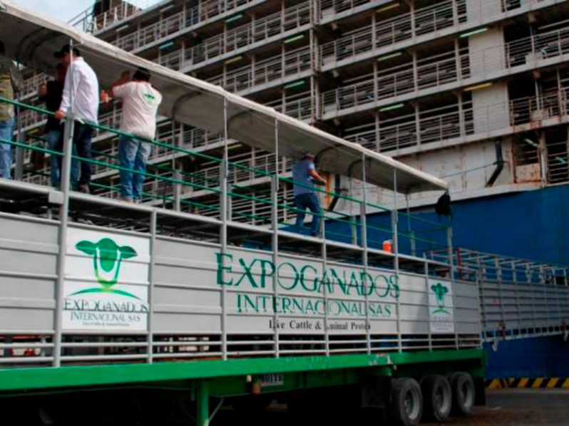 Puerto de Mamonal: Proyectan para marzo el embarque de ganado en pie más grande efectuado en Colombia